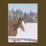 Winter Horse