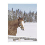 Winter Horse