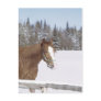 Winter Horse Winter Horse