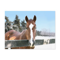 Winter horse postcards