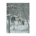 Winter Horses Postcard by mftmom Winter Horses Postcard