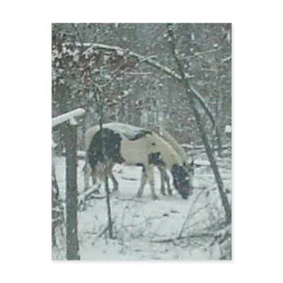 Winter Horses Postcard by mftmom
