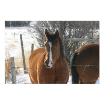 Winter Horses posters by jackmorgan Winter Horses posters