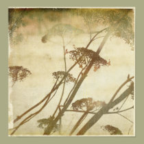 Winter Hydrangea posters