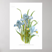 Winter Irises Posters