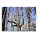 Winter IV cards