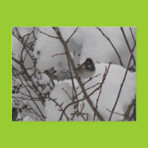 Winter Junko Postcard postcards