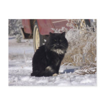 Winter Kitty postcards