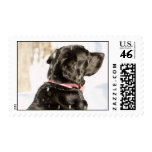 Winter Lab Postage Stamp