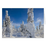 Winter landscape in Lappland Cards