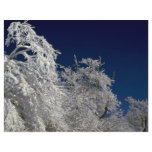 Winter landscape, New England, U.S.A. Winter Flyer