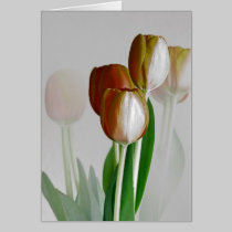 Winter Light cards
