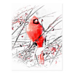 WINTER MALE CARDINAL POSTCARDS