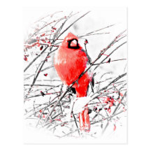 WINTER MALE CARDINAL POSTCARDS
