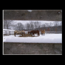 Winter meal Postcard postcards