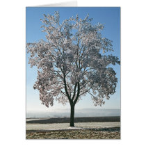 Winter Morning - Blank card cards