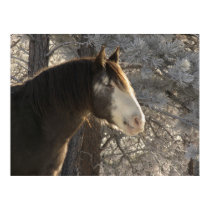 Winter Morning Spanish Mustang posters