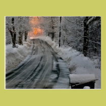 Winter Morning Sunshine Photography Postcard postcards