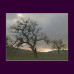 Winter Oaks with Mistletoe