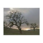Winter Oaks with Mistletoe