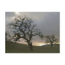 Winter Oaks with Mistletoe postcards by philmatt Winter Oaks with Mistletoe postcards