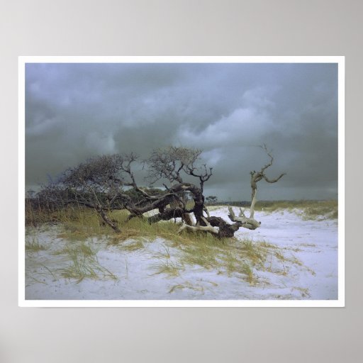 Winter, Okaloosa Island Print