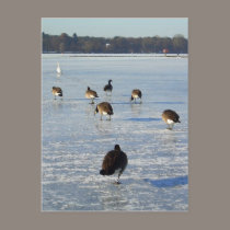 Winter on the River Havel in Berlin postcards