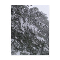 Winter Pine Postcard