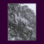 Winter Pine Postcard