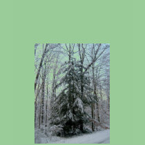 Winter Pine Tree-Long Sleeve T-Shirt