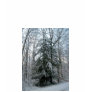 Winter Pine Tree-Long Sle...