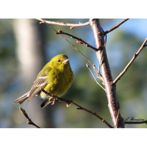 Winter Pine Warbler print