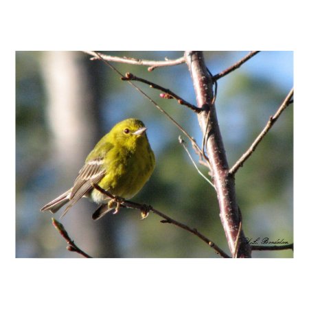Winter Pine Warbler print