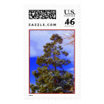 Winter Pine with Pixelated Sky postage