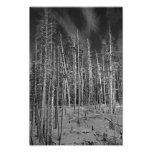 Winter Pines in Yellowstone Art Photo