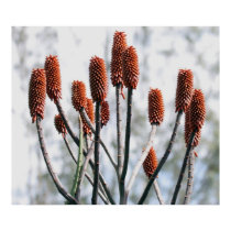 Winter Plants posters by JudsonJoyce Winter Plants posters