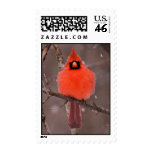 Winter Plumage Postage Stamp