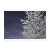 Winter Post Card