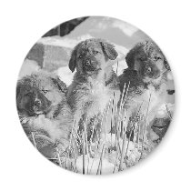 Winter Puppies magnets