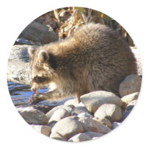 Winter Raccoon ~ sticker by Andy2302 Winter Raccoon ~ sticker