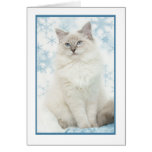 winter ragdoll notecard