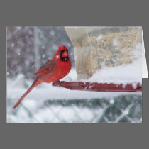 Winter Red Bird Card