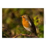 Winter Robin Card