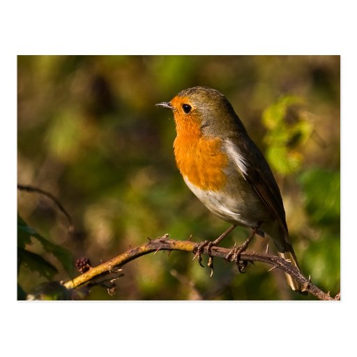 Winter Robin Postcard