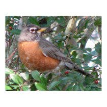 Winter Robin posters