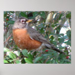 Winter Robin posters