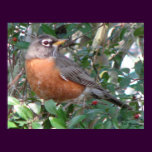 Winter Robin posters