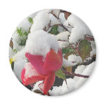 Winter Rose Garden Magnet Winter Rose Garden Magnet