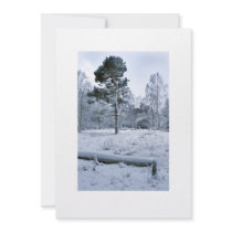 Winter Scots Pine Invitation