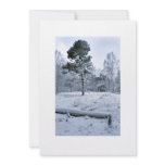 Winter Scots Pine Invitation